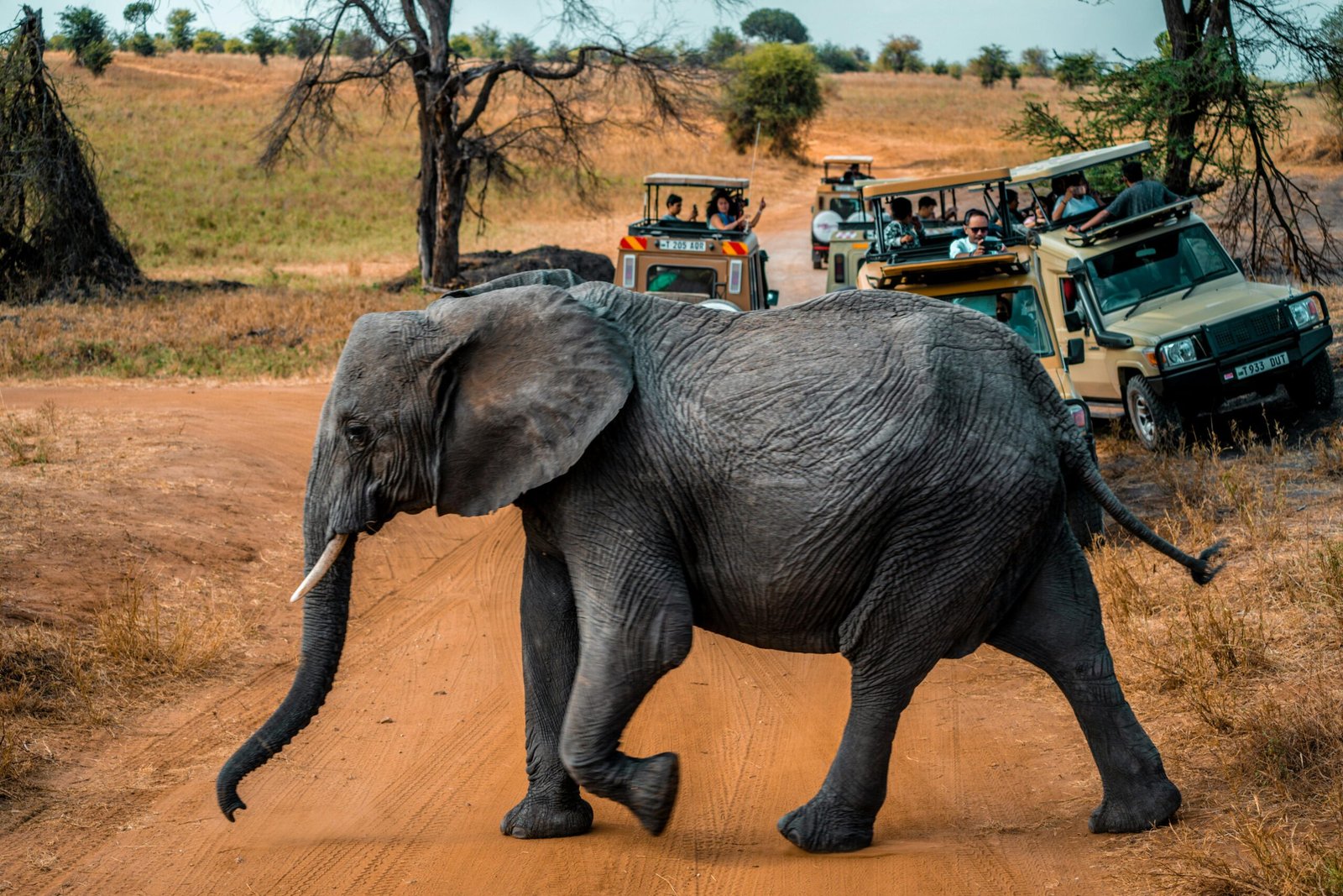 Safari en Tanzania con jirafas y atardecer