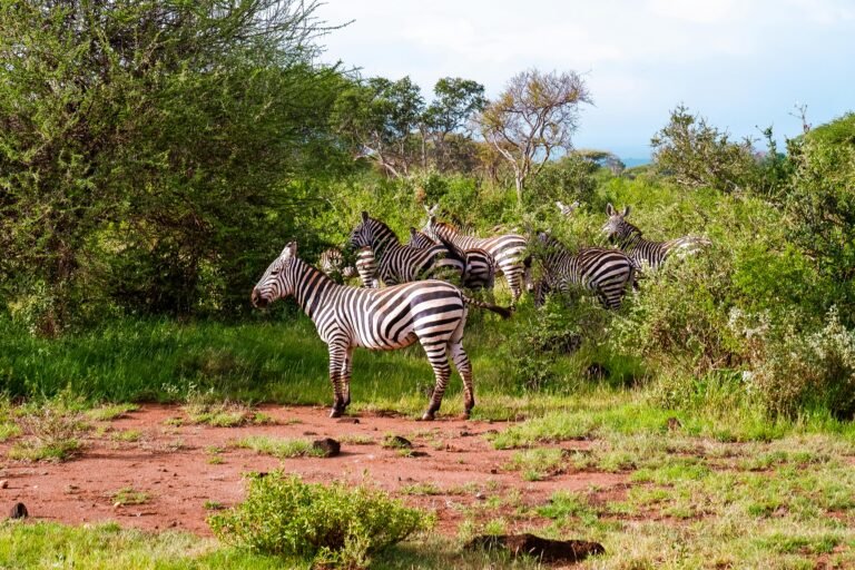 Safari por Tanzania