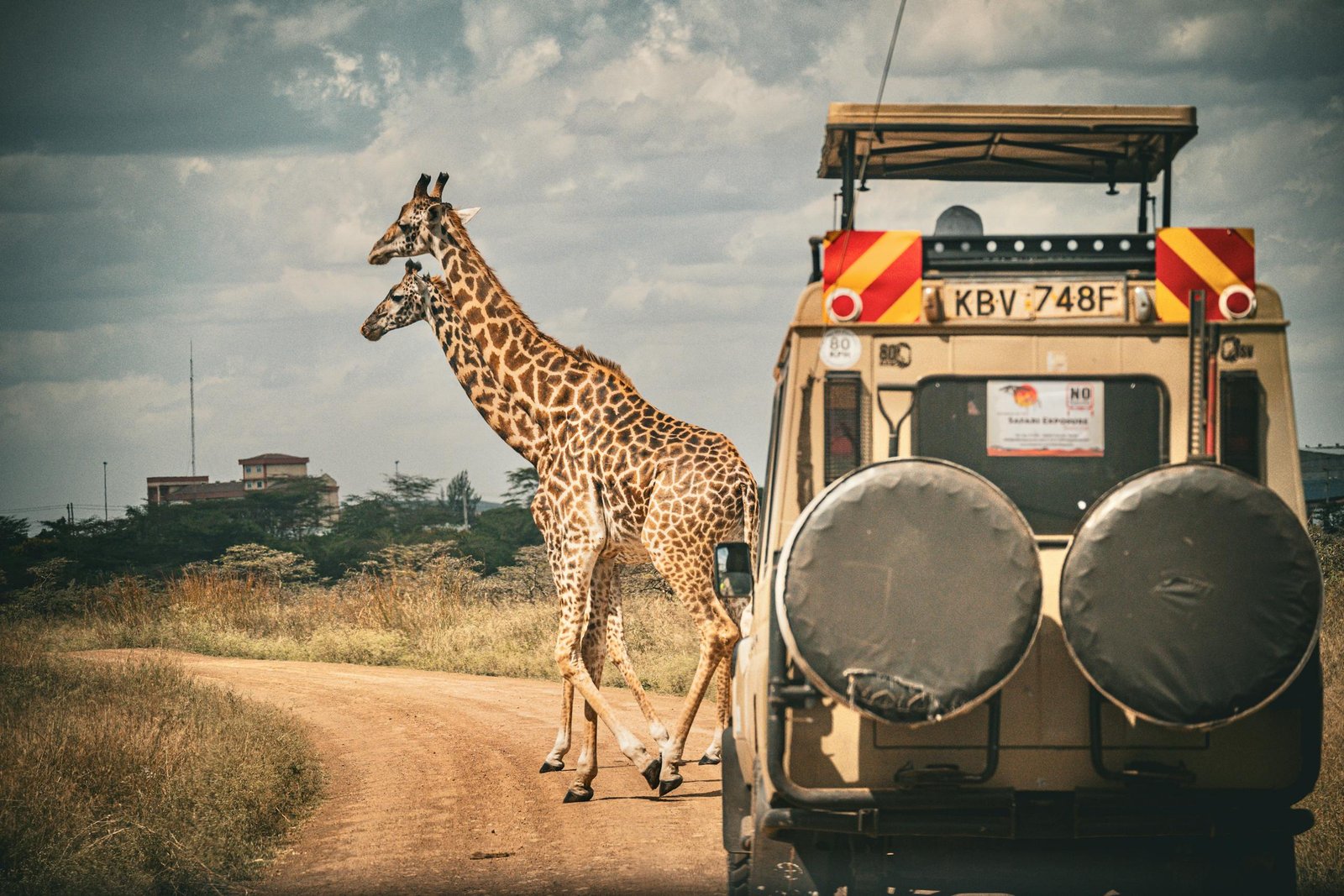 Dos jirafas cruzando la carretera frente a un jeep de safari