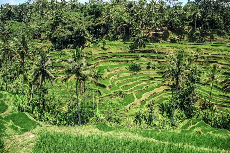 Scenic view of verdant terraced rice fields and palm trees in Bali's rural countryside.