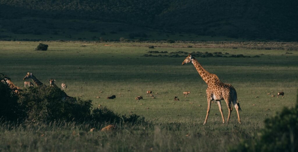 Wild giraffes walking on grass near antelopes and greenery shrubs on hill in savanna in twilight